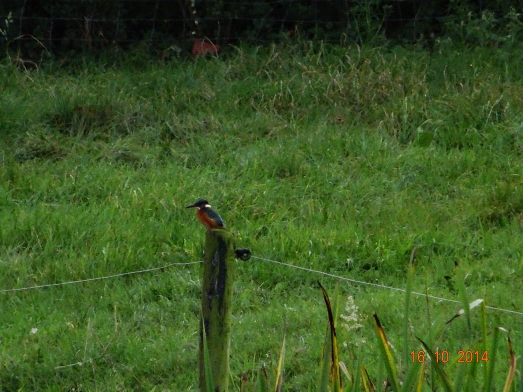 ijsvogel2