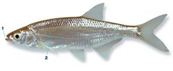alver_250x350_65965.png