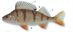 baars_250x350_65968.png