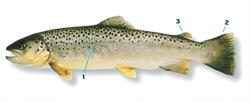 beekforel_250x350_65970.png