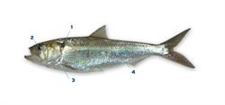 fint_250x350_65987.png