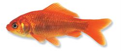 goudvis_250x350_65990.png
