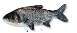 grootkopkarper_250x350_65992.png