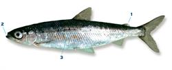 kleine-marene_250x350_65999.png