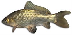 kruiskarper_250x350_75001.png