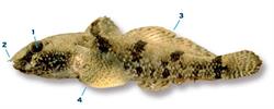 marmergrondel_250x350_66005.png