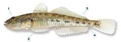 pontische-stroomgrondel_250x350_68889.png