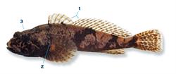 rivierdonderpad_250x350_66009.png
