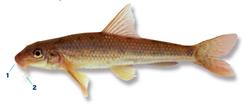 riviergrondel_250x350_66010.png