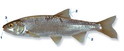 serpeling_250x350_66016.png