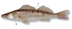 snoekbaars_250x350_66020.png