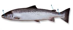 zalm_250x350_66029.png