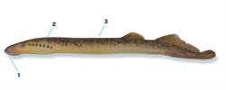 zeeprik_250x350_66032.png