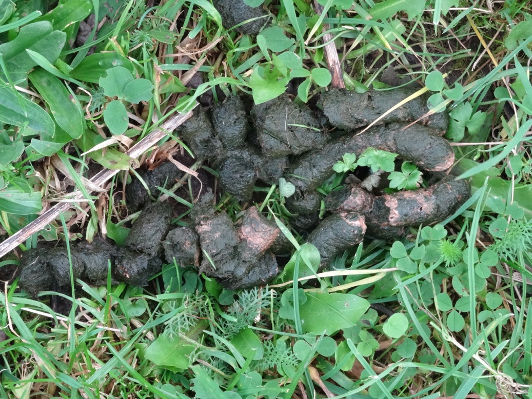 ganzenpoep
