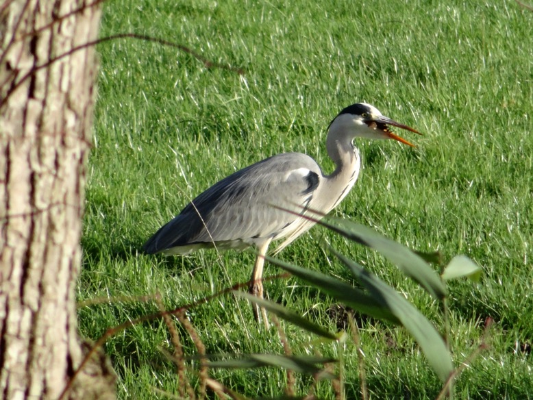 reigerkreeft2