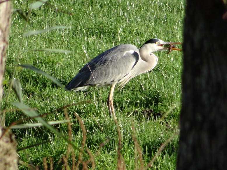 reigerkreeft